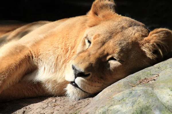 Schlafender Löwe — Stockfoto