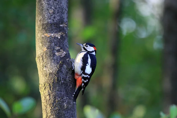 The woodpeckers — Stock Photo, Image