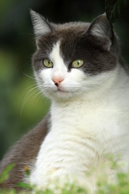 siyah beyaz kedi