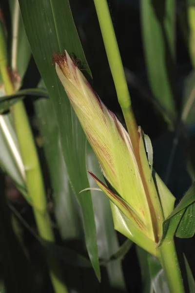 Green corn — Stock Photo, Image