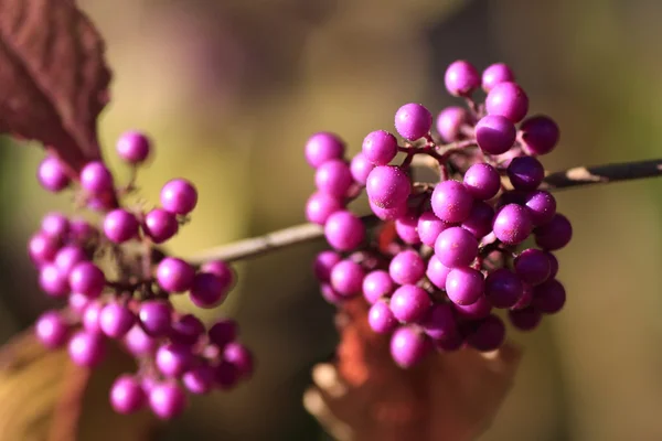 Beautyberry — Fotografia de Stock