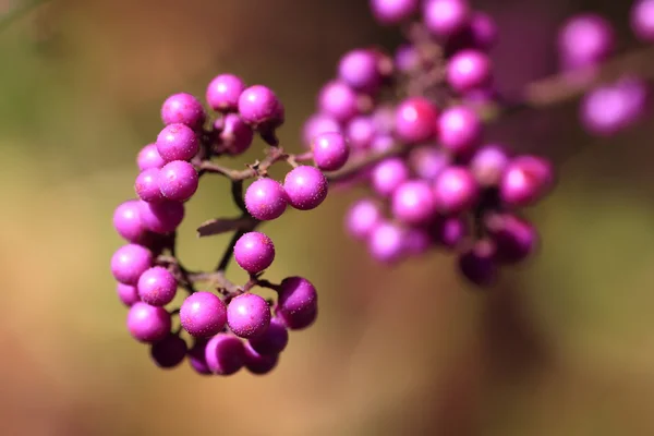 Beautyberry — Stock Photo, Image