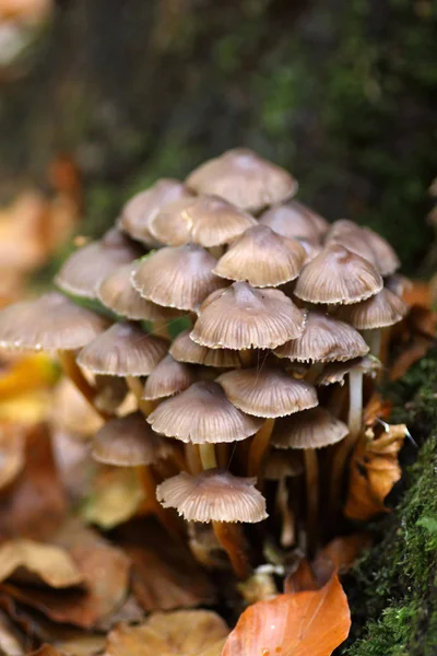 Pilz — Stockfoto