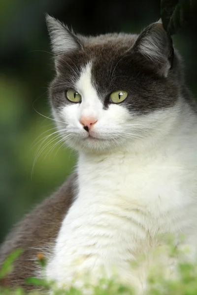 Svart vit katt — Stockfoto