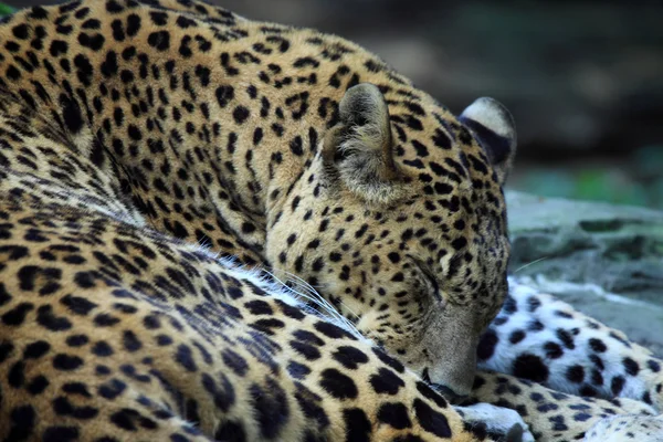 Panthera Pardus — Foto Stock