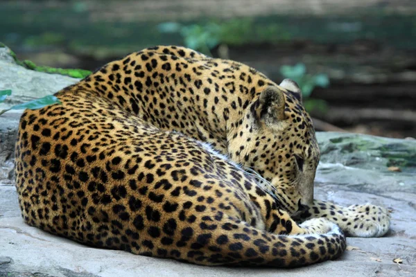 Panthera Pardus — Stock fotografie