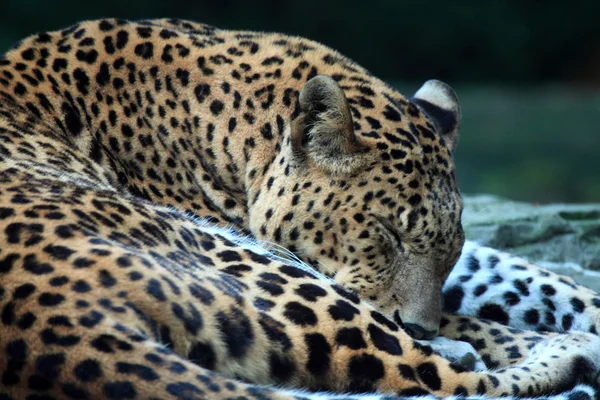 Panthera Pardus — Stock fotografie