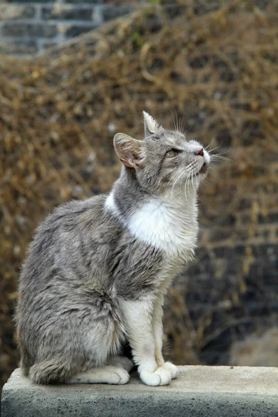 Evsiz kedi — Stok fotoğraf