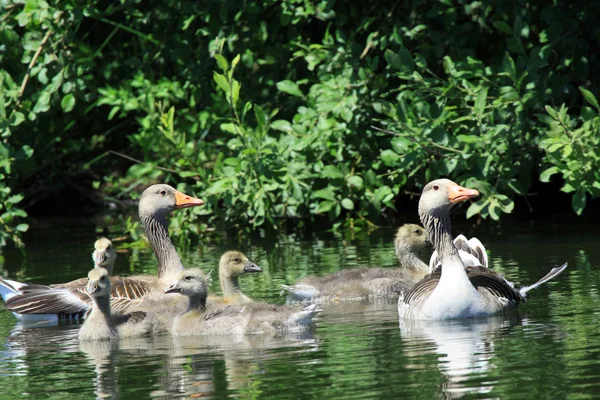 Ducks — Stock Photo, Image