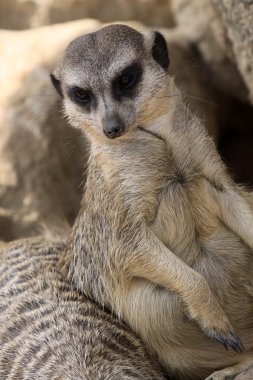 meerkat