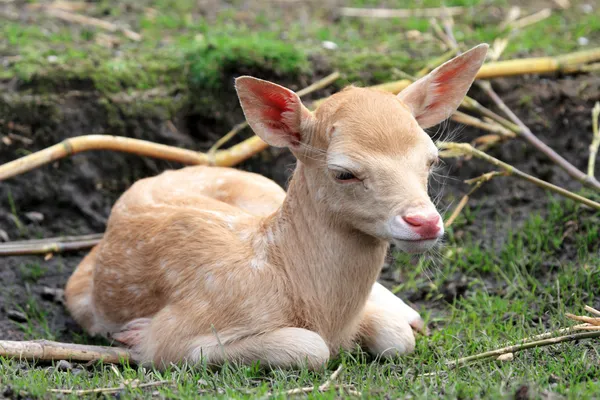 Weißer Hirsch — Stockfoto