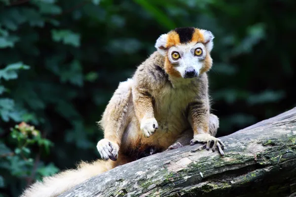 Koruna lemur — Stock fotografie