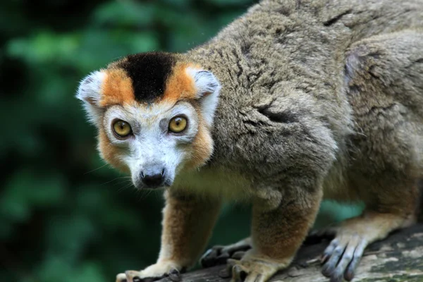 Crown lemur Stockbild