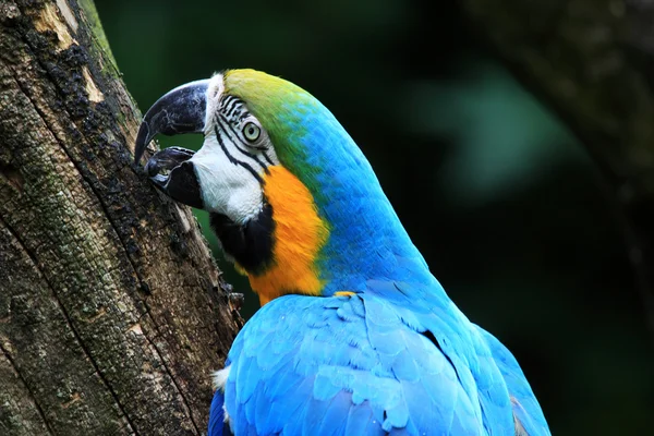 The blauwgele macaw — Stock Photo, Image