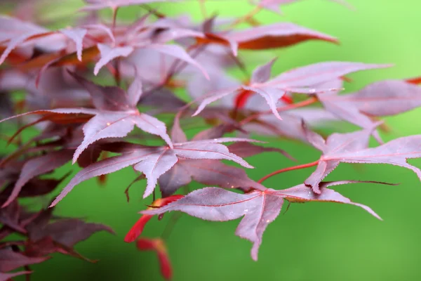Röd acer palmatum — Stockfoto