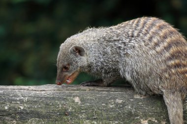 şeritli Firavun faresi