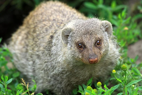 Pruhované mongoose — Stock fotografie