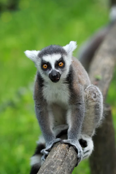 Den ring-tailed lemur — Stockfoto