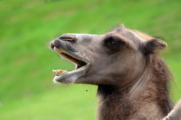 Camelus bactrianus — Fotografia de Stock