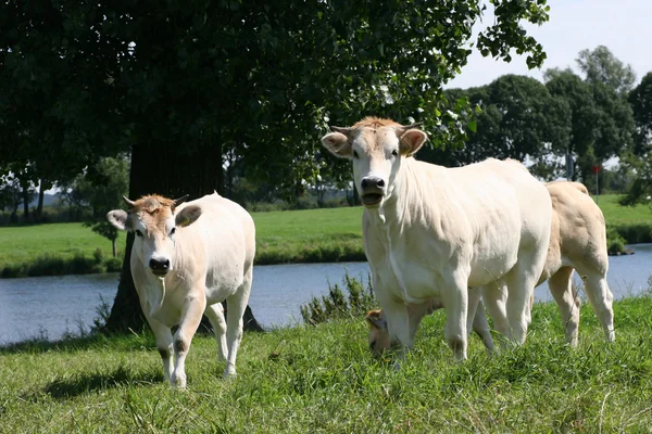 Vacas — Fotografia de Stock