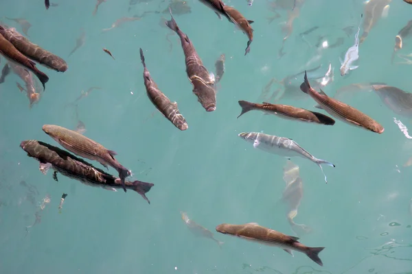 Ocean fishes — Stock Photo, Image