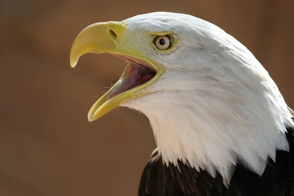 Águia Americana — Fotografia de Stock