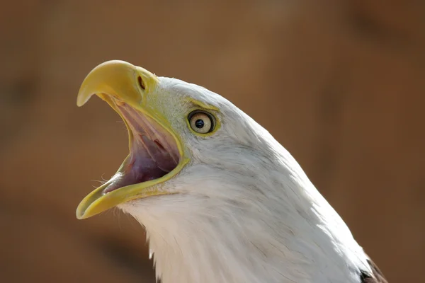 American eagle — Stock Photo, Image