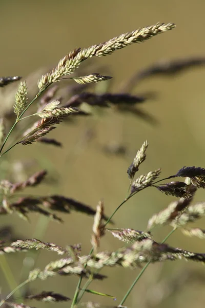 Gras — Stockfoto