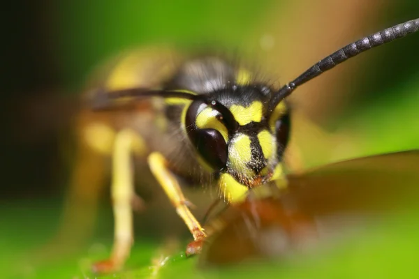 Wasp — Stockfoto