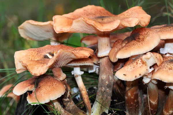 Edible Armillaria mushroom — Stock fotografie