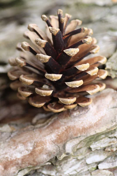 Pine cones — Stock Photo, Image