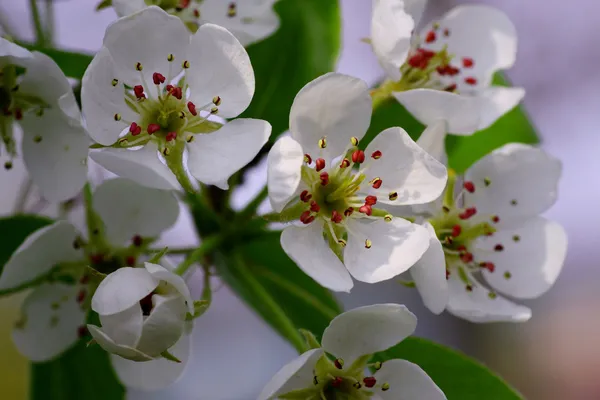 Flor de manzana —  Fotos de Stock