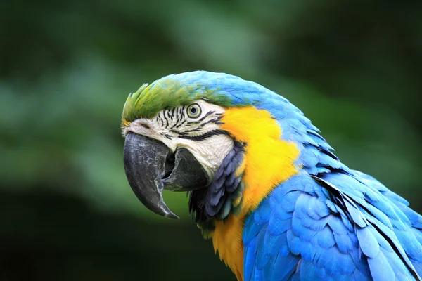 The blue yellow macaw — Stock Photo, Image