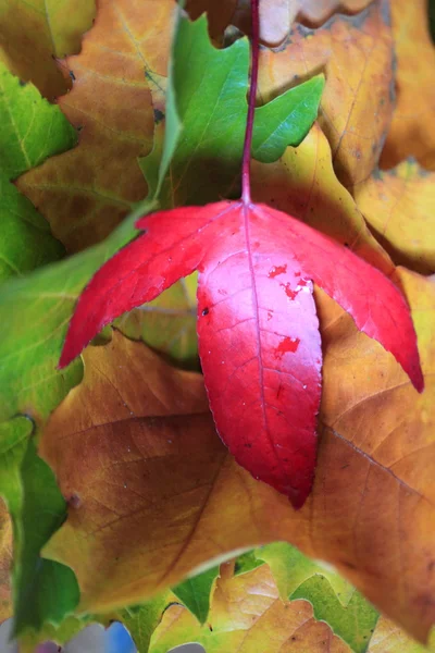 Autumn leaves — Stock Photo, Image