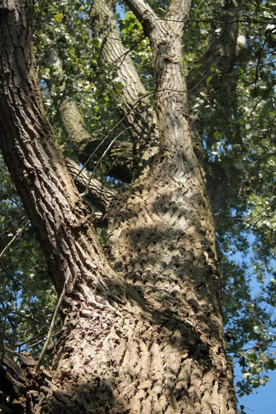 Pohon besar — Stok Foto