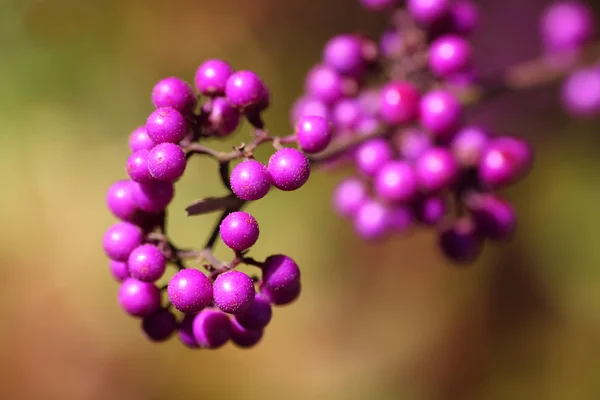Beautyberry — Stock Photo, Image