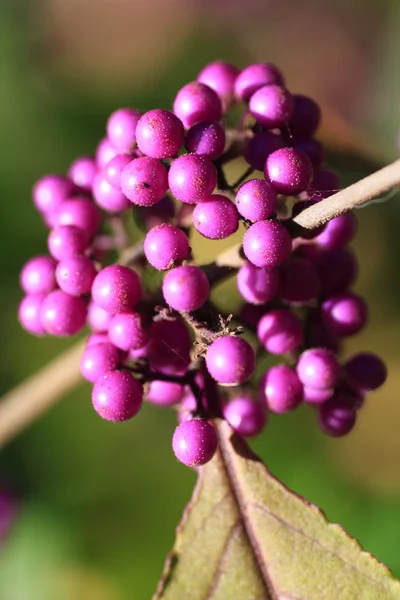 Beautyberry — Fotografia de Stock