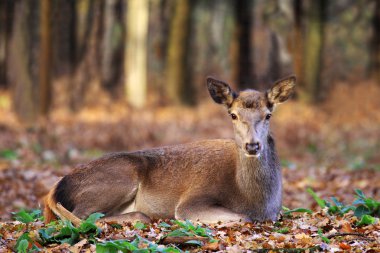 Avrupa stag veya Karaca