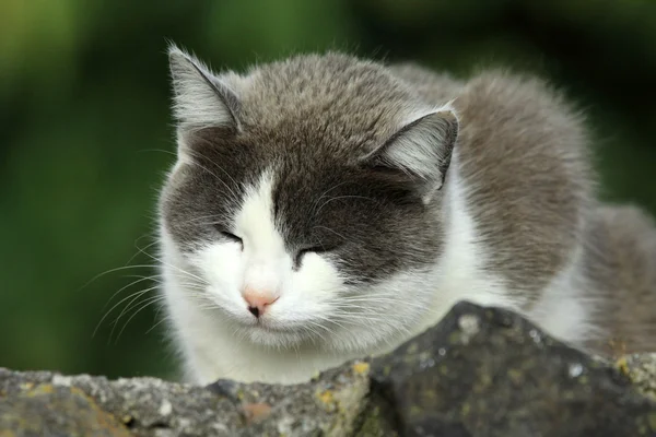黒人の白い猫 — ストック写真