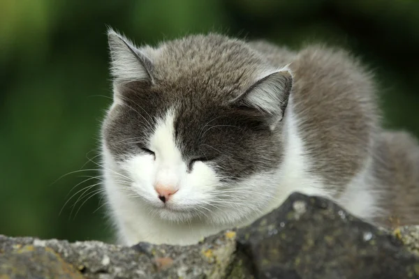 Schwarze weiße Katze — Stockfoto