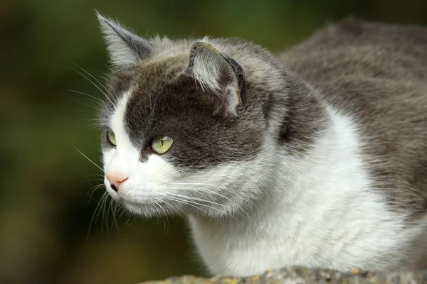 Schwarze weiße Katze — Stockfoto