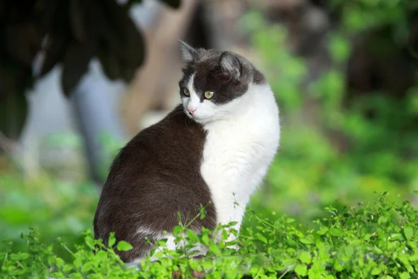 Siyahlar beyaz kedi — Stok fotoğraf