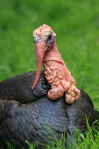 Turkey bird — Stock Photo, Image