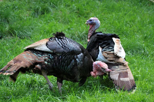 Turcja ptaków — Zdjęcie stockowe