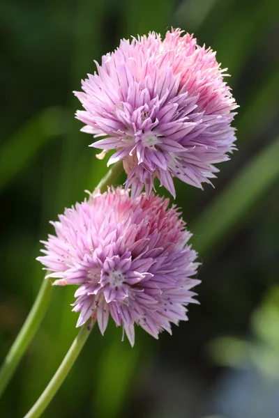 Allium Schoenoprasum — Stockfoto