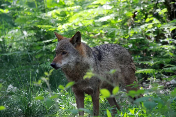 Lobos — Fotografia de Stock