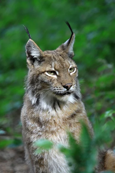 Lynx — Stock Photo, Image