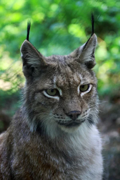 Lynx — Stock fotografie