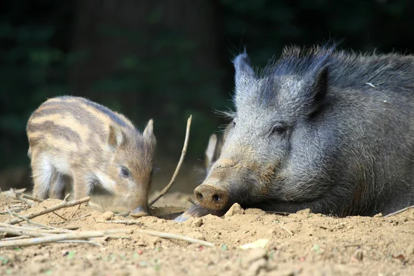Дикие свиньи — стоковое фото