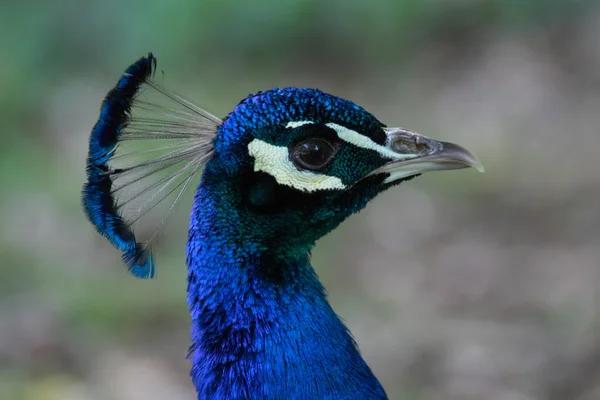 Pavão — Fotografia de Stock